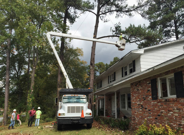 Best Stump Grinding and Removal  in Dublin, VA