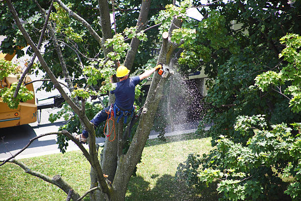 Reliable Dublin, VA Tree Care Solutions